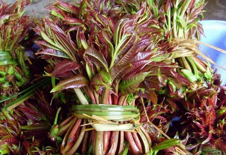 春季做好养生远离疾病困挠 春季养生禁忌要知道(图3) 春季做好养生远离疾病困挠 春季养生禁忌要知道(图3)